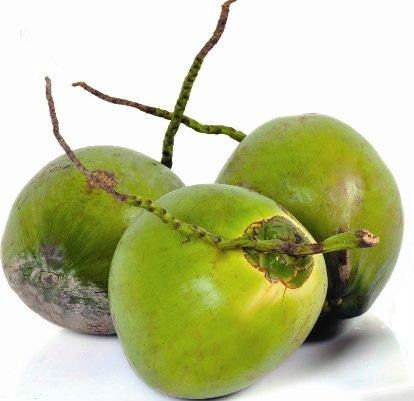Green Tender Coconut, Feature : Delicious Taste, Rich Aroma