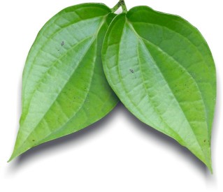 Organic Fresh Piper Betle Leaves, for Essential oil, eat raw, cooking, medicinal use etc