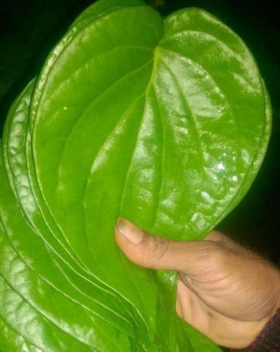 Organic Fresh Sweet Betel Leaves, Feature : Improves digestion