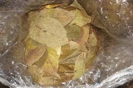 Organic Dried Betel Leaves