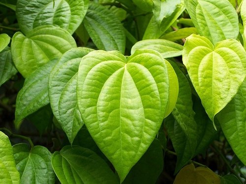 Organic Fresh Betel Leaves