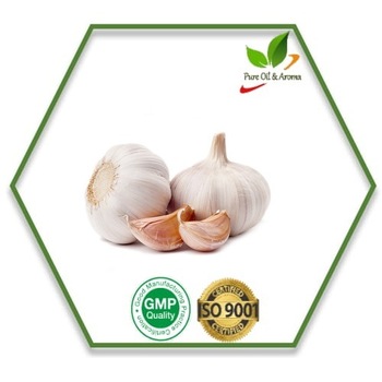 Root Garlic Essential Oil, Botanical Name : Allium sativum
