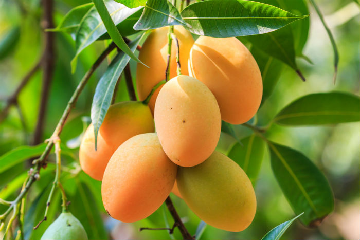 Natural Mango