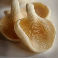 Common Dried Oyster Mushroom, for Cooking, Oil Extraction, Color : Creamy
