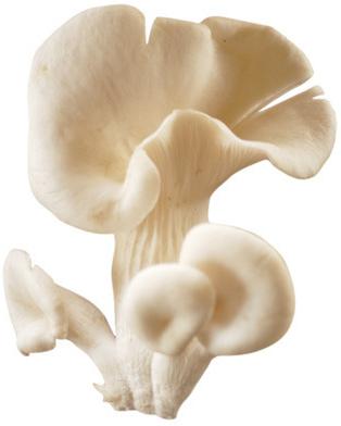 Natural Milky Oyster Mushroom, for Cooking