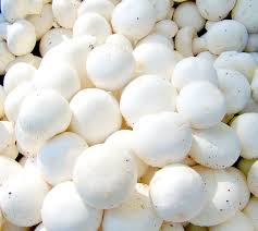Organic White Button Mushroom, for Cooking, Oil Extraction