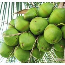 Soft Organic Tender Coconut, Color : Green
