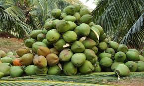 Green coconut, Feature : Freshness