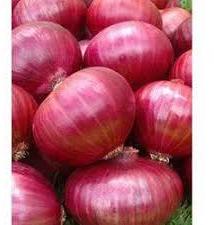 Round Common Natural Big Red Onion