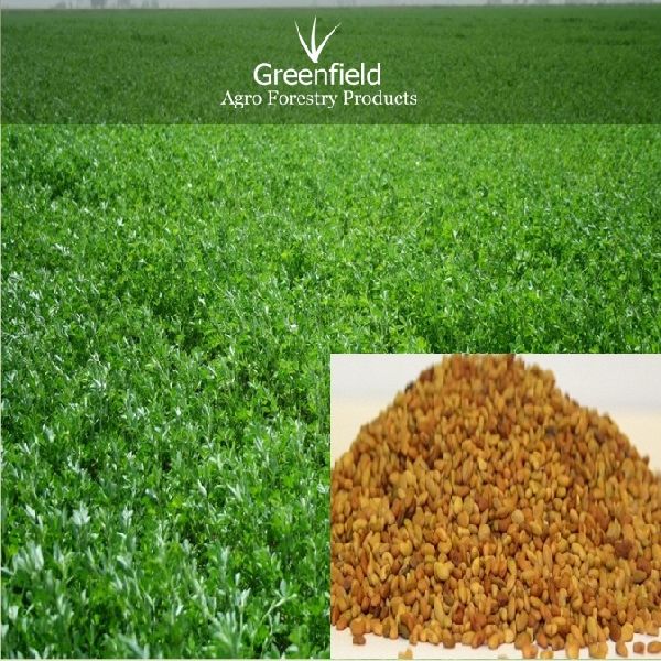 Alfalfa Grass Seeds