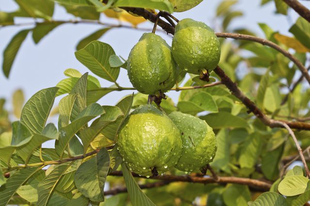 Guava Plant