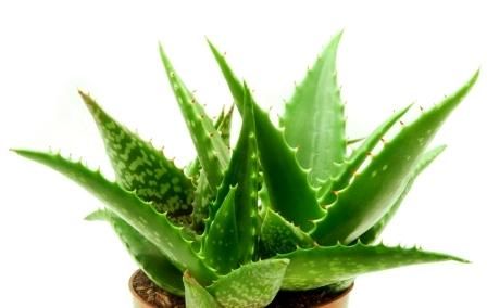 Aloe Vera Baby Plant, Color : Green