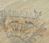 Fossil Sandstone
