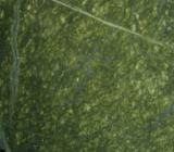 Green Imperial Marble