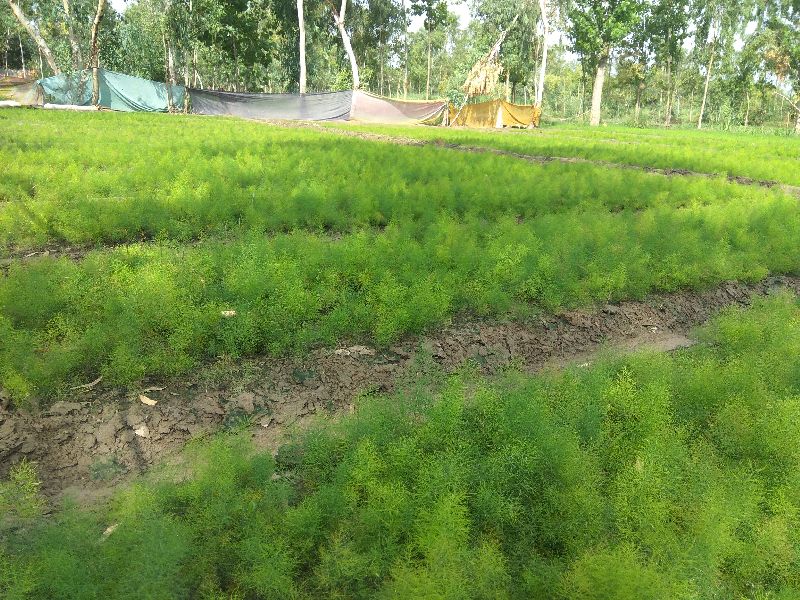 Shatavari ( asparagus racemosus ) plants