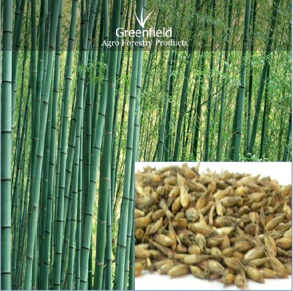 Deshi Bamboo Seeds