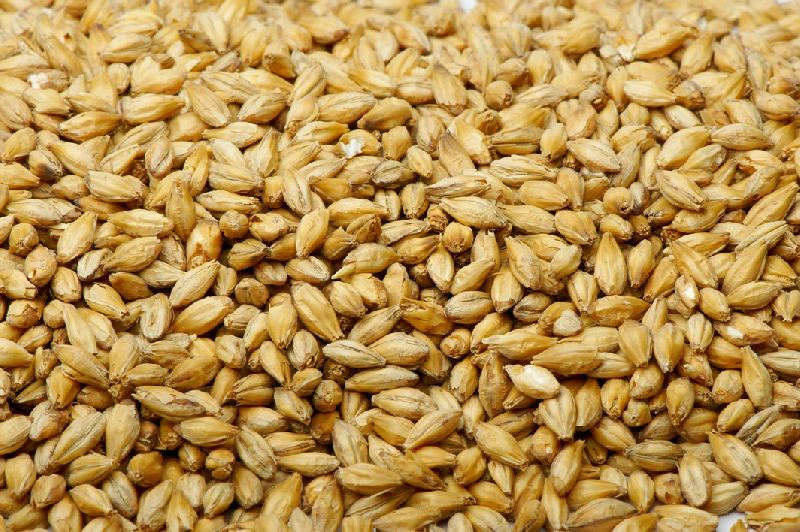 Russian Hulled Barley Grain