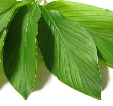 turmeric leaf