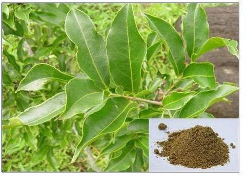 Salacia (Ekanayakam ) (Salacia oblanga/reticulata) Saponins 10%-20%