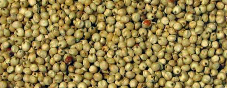 Sorghum Seed