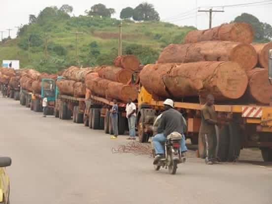 African Rosewood Kosso Wood By Brimekam Trading Company African