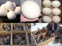Healthy Ostrich Chicks &amp;amp; Eggs, Parrot Eggs, Chicken Eggs,Fertilized / Hatching Ostrich Egg