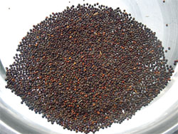 Jakhiya Seeds