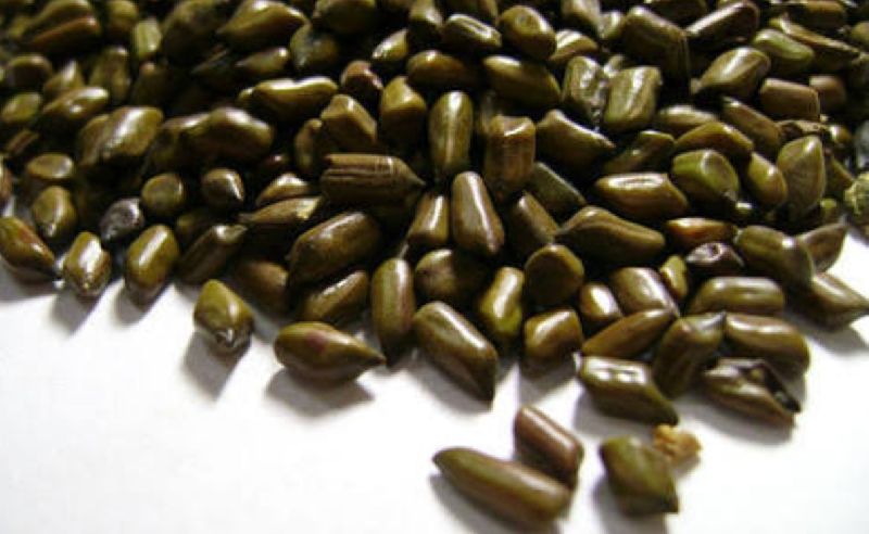 Cassia Tora Seeds