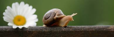 Fresh Snail, Certification : HACCP