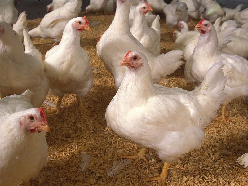 broiler chicken at Best Price in Krishnagiri Sri MarutHI Hatcheries