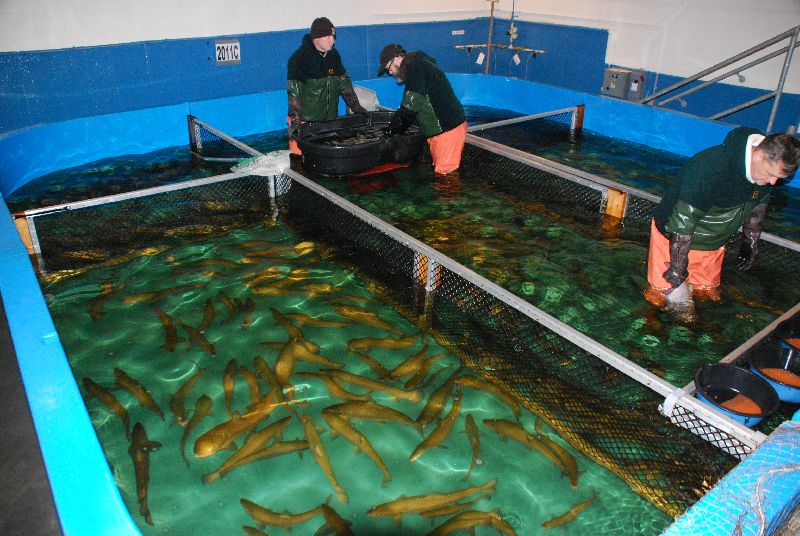 Fish Hatchery Services Cackle Hatchery Services Retailer from