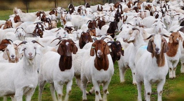 Heifers Livestock Holstein And Health Tested Boer Goats