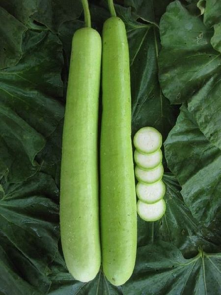 Organic Bottle Gourd Seeds