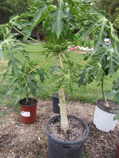 Organic Papaya Plant