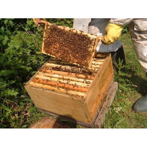 honey bee box