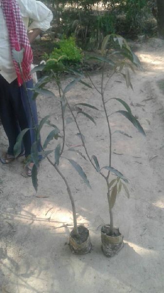 mango plants