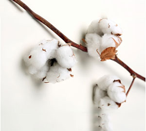 Ginned Cotton