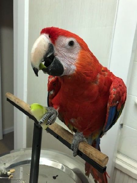 baby red macaws