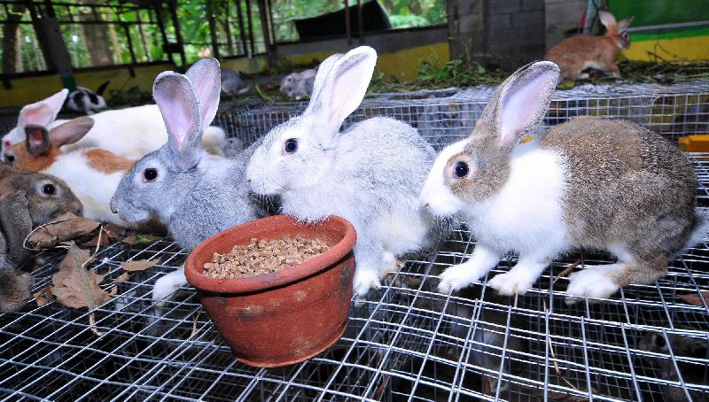 rabbit-farming-buy-rabbit-farming-in-jaipur-rajasthan-india-from-om