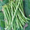 Bush Beans Seeds