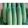 cucumber seed