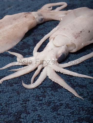 Cephalopods Sea Food
