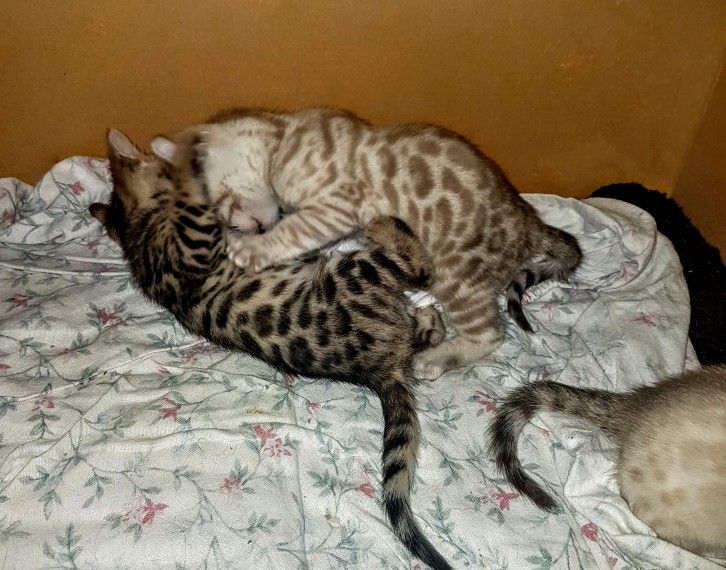 Cuddle bengal cat by Exotic pets ltd, cuddle bengal cat, pet animal