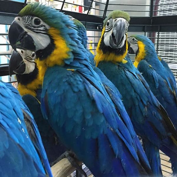 Blue and gold macaw parrots Ragdoll kittens Supplier from Douala, Cameroon