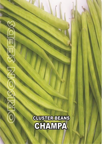 cluster beans