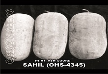 Hybrid Ash gourd