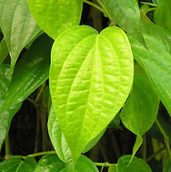 betel leaf oil