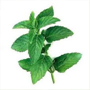 DEMENTHOLISED MINT OIL