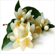 Jasmine Grandiflorum Absolute