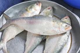 fresh hilsa fish